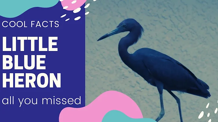 little blue heron facts