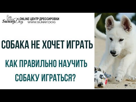 Собака не хочет играть в мяч. Как приучить собаку к игре? Правильная ...
