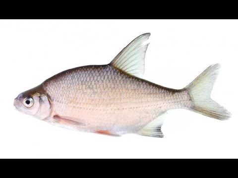 Видео: Фидерная оснастка - убийца рыбы [ @ 2020 ]