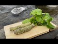 ワサビ田の下流なら【脱法ワサビ】を採れるのか？