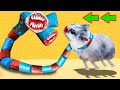 🐹😱 Snake Siren Head Hamster Obstacle Course Maze With Traps 😱
