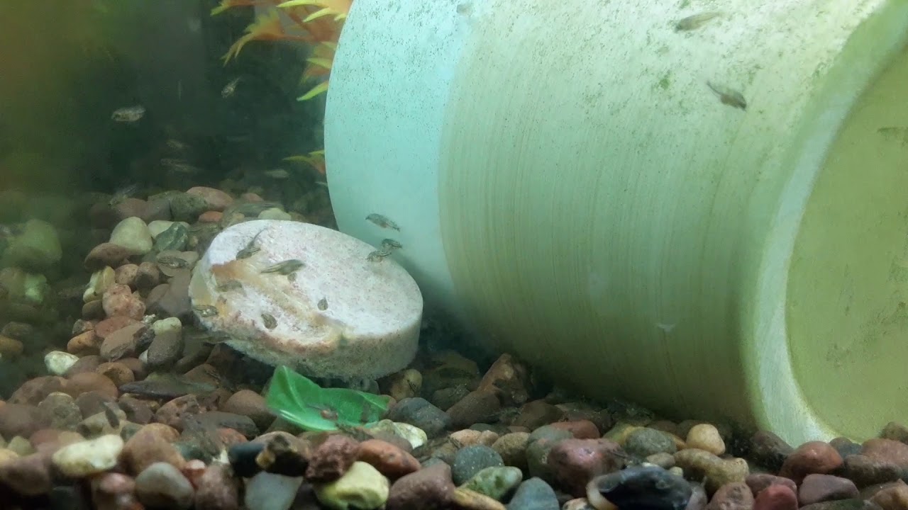 Convict Cichlids Feeding the Fry YouTube