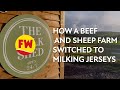 How a beef and sheep farm switched to milking jerseys