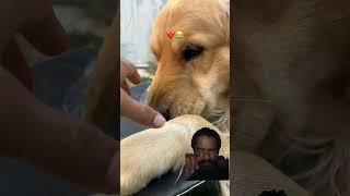 Funny Green screen reaction dog #funny #shorts