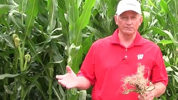 Corn rootworm: How to validate your management decision