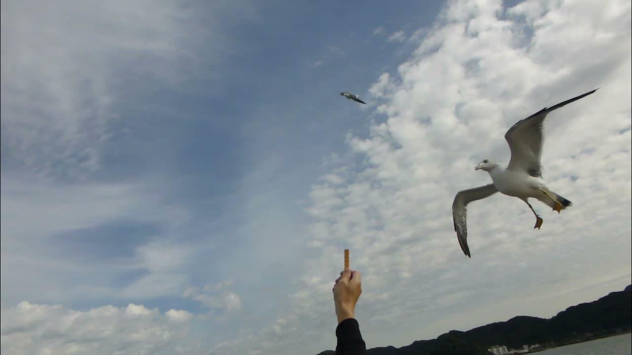 カモメ に 餌 フェリー