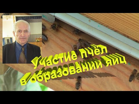 Профессор Кашковский про участие пчел в образовании яиц