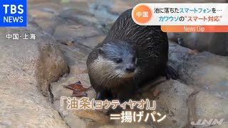 動物園のカワウソが客のスマートフォン拾い“スマート対応”