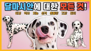 달마시안에 대한 모든 정보! [강아지 품종 특징]