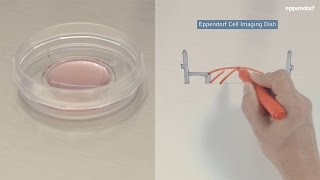 Preparing Adherent Cells for Live Cell Imaging