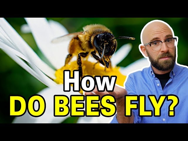 Is It True That Bumblebees Shouldn't Be Able to Fly? class=