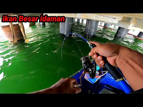 Pemancing Mana Yg Tidak Mau Dapat ikan Besar Seperti ini, ikan Besar idaman.