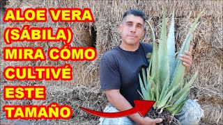 ALOE VERA (sábila) cultivo de 2 AÑOS, usos y propiedades, todo desde el PLANTIN  HASTA  SEMILLA