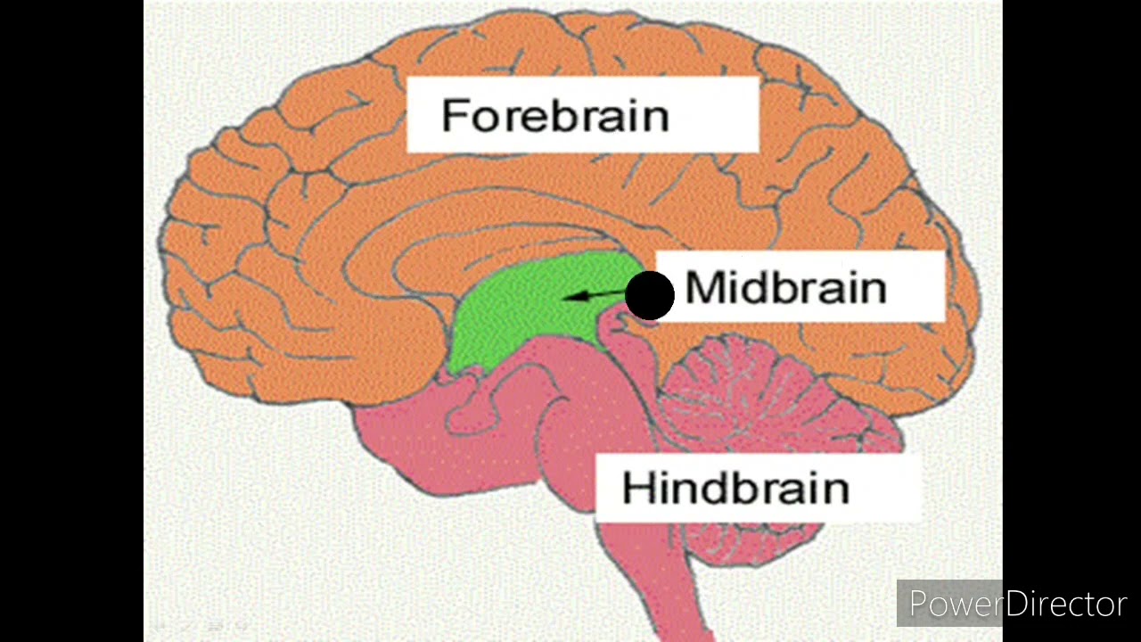 Central Nervous System | Brain | Parts of Brain | Forebrain | Midbrain