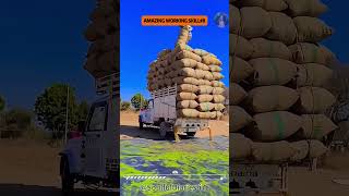 161%AMAZING WORKING SKILL #smartwork #hardworkworks #workskills #working #fastworkers #workers