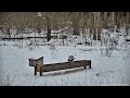 REPLAY - Fernwood Hills | PTZ Cam - 2026-01-24 PM