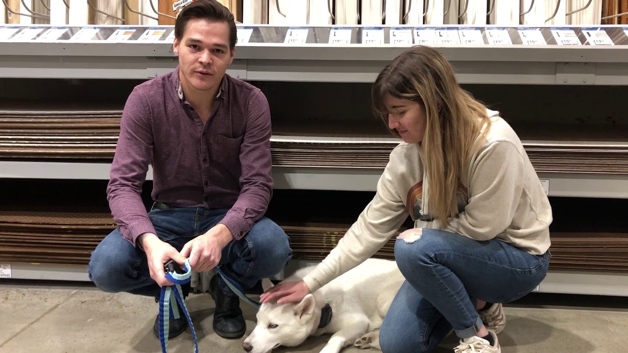 Fayetteville Dog Training Tip Top K9 Reviews YouTube