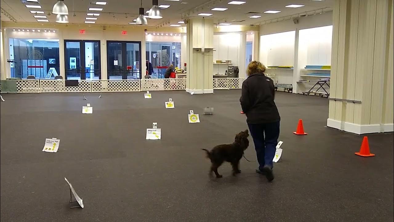 Akc rally intermediate 2 youtube