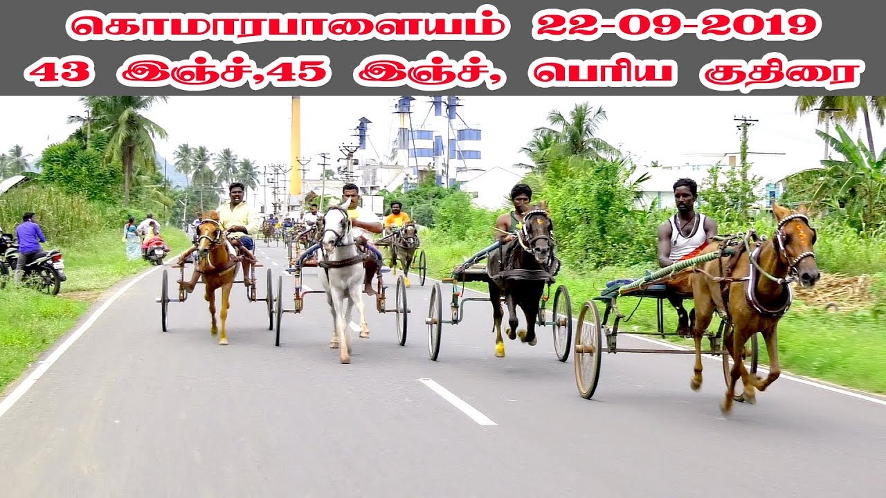 43inch ,நடுகுதிரை,பெரிய குதிரை, கொமாரபாளையம் ரேக்ளா பந்தயம் 22-09-2019,Komarapalayam Rekla Race