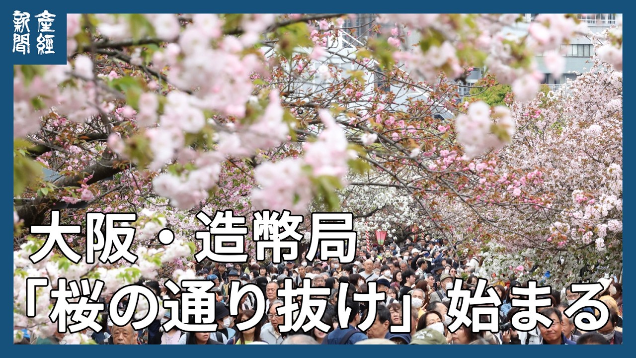 造幣局通り抜け 大阪・造幣局で「桜の通り抜け」始まる - YouTube