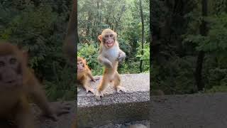 monkey dance 🩰🐵 on kaccha badaam  #shorts #monkey