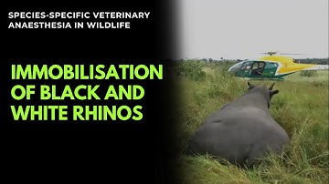 Immobilization of Black and White Rhinos for treatments and other short procedures