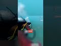 Sharks, Sand, and Zero Visibility