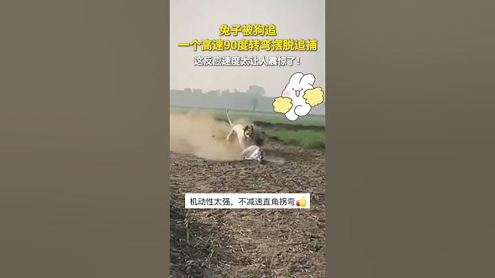 兔子被狗追，一個高速 90 度轉彎擺脫追捕，這反應速度太讓人震驚了！#shorts #飄移