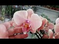 Новый завоз орхидей в с. ц.Долина роз - Дикий кот и шикарные Биг липы.( Махачкала)