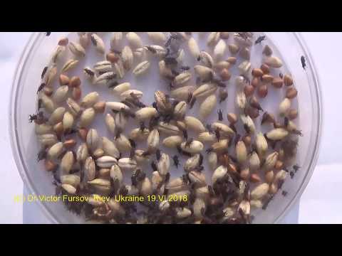 Video: Obžerný Rýžový Weevil