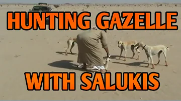 Hunting Gazelles with Salukis in Arabia | Running Dogs
