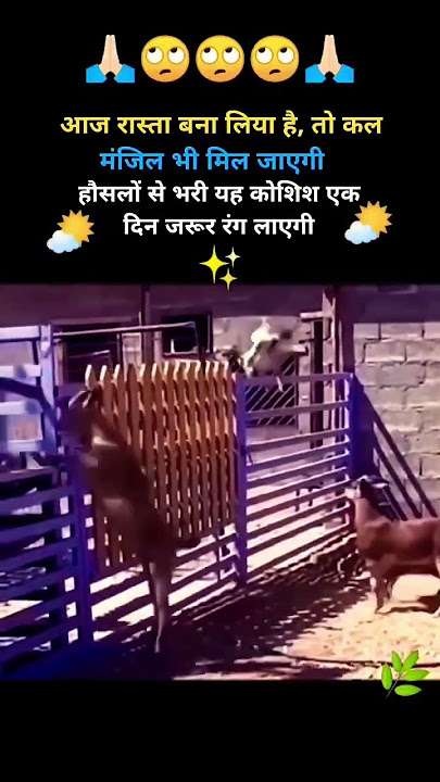 Tune O Rangeele Kaisa Jadu Kiya song status video 😍 #shorts #freefire #song #trending #abu2malik