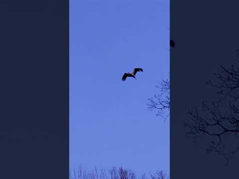 Valge-toonekurg, Ciconia ciconia,