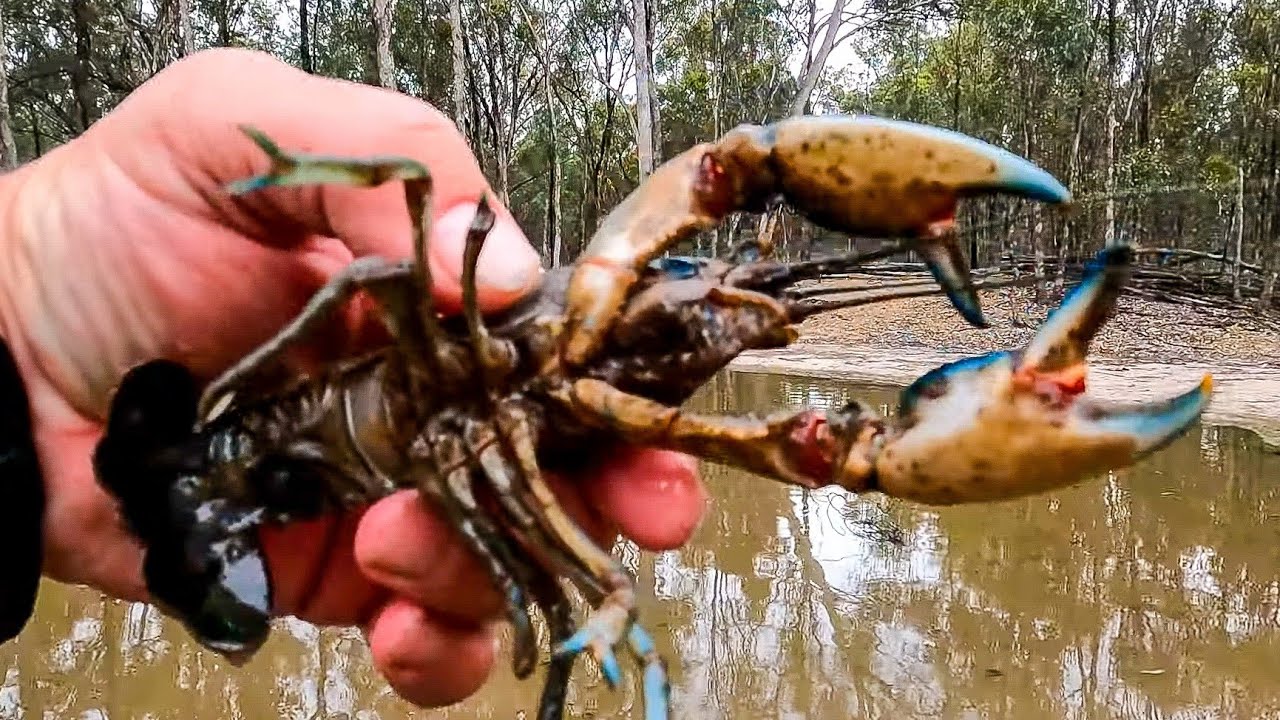 Catching lots of BIG yabbies. The best yabbying session that I have had for a very long time Catching lots of BIG yabbies. The best yabbying session that I have had for a very long time