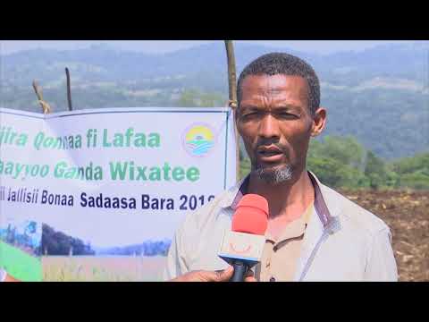 Godina Iluu Abbaa Boor Aanaa Yaayyooitti Facaasaan Qamadii Bonaa Jalqabsiifameera