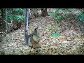 So cute! Mom takes newly hatched turkey chicks for a stroll.