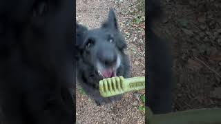 Dogs like Greenies!  #dogs #greenies #belgianshepherd #belgiansheepdog #groenendael #doglover