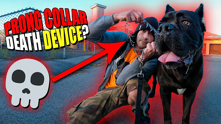 Cane Corso Prong Collar Training How To Use This T...