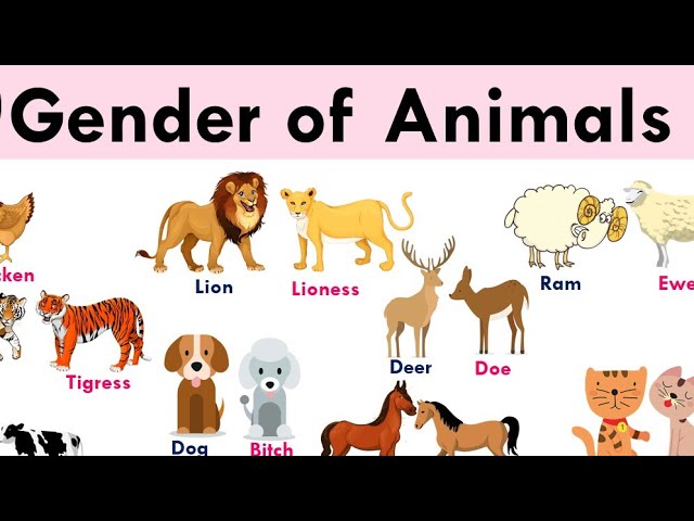 Learn Gender Of Animals | Male Female In English & Hindi For Kids | -  YouTube