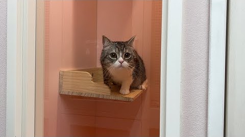 入院当日、猫とお別れしようとしたらこうなっちゃいました…