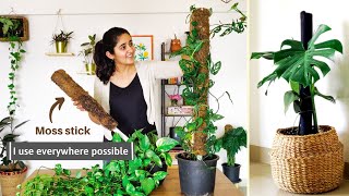 How and Why You should use Moss Stick for Indoor Plants