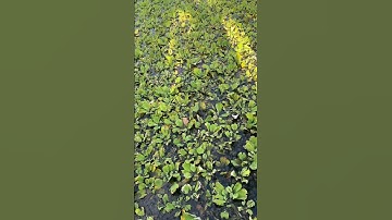 Ốc vỏ bị bám rêu, mã không đẹp do đâu ? Cách khắc phục #ốcbươuđen #ocbuouden #ocnhoi