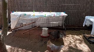 The first meeting: senior hens and new 2-month-old chicks 🐥🐔🐥 backyard chickens