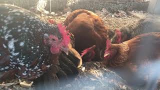Four chickens dust bathing at the same time
And then later in the video a fifth one tries to join in! Theres not enough room for that many under there XD
I had to move the phone around now and then to film between the wire of their run, so sorry about that. They make a lot of cute noises though, I like to watch them dust bathe.
From left to right, theres Chloe the Welsummer, Ginger the Rhode Island Red, Yodel the Barred Rock is the in back, and Raptor the Cinnamon Queen is in the front right.
Tillie the Australorp is the black one that walks in front of the camera in the beginning, and Speckle the Speckled Sussex is the spotted one who tries to join in later Four chickens dust bathing at the same time