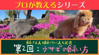 【徹底解説】プロが教える動物【ウサギ】の飼い方！