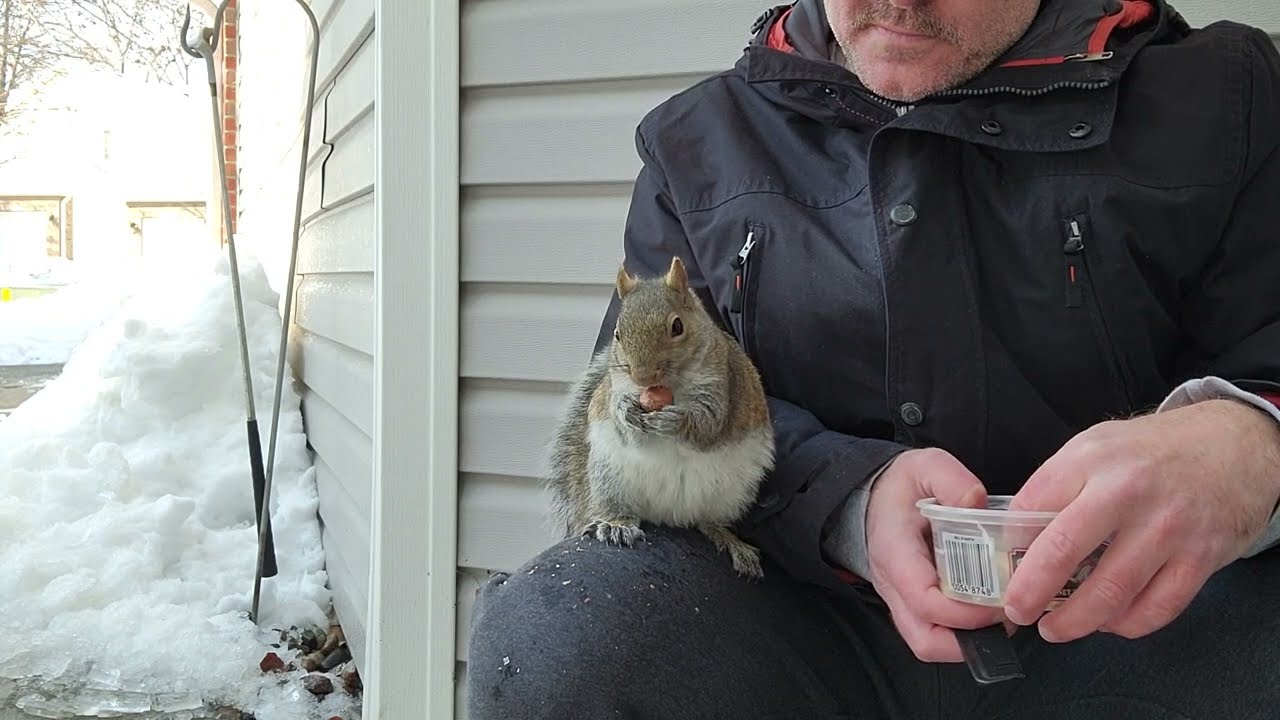 Introducing Huberta (Hubert) the Friendly Squirrel.  😍