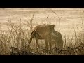 Un guepardo intenta cazar en territorio de leones | National Geographic España
