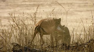 Un guepardo intenta cazar en territorio de leones | National Geographic España