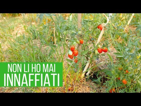 Video: Piante di pomodoro senza semi: come coltivare varietà di pomodoro senza semi