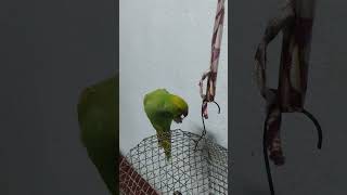 parrot #love #status #memes #viralvideos #shortsviral #youtube #trending